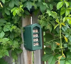 green bee box on fence surrounded by green foliage