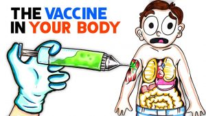 What the Covid-19 vaccine does to your body