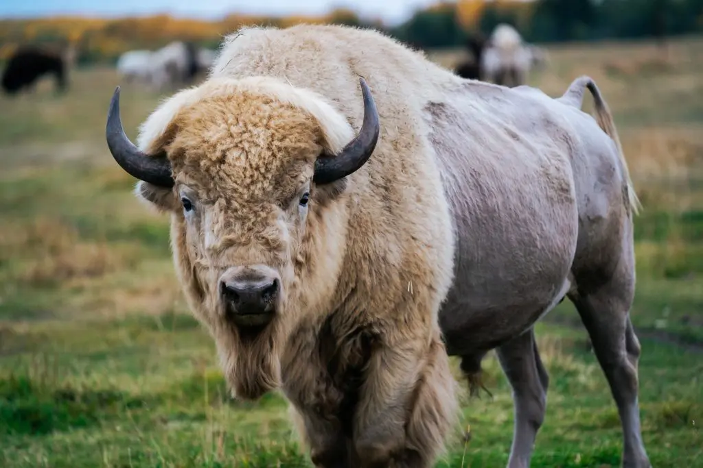 Bison Photo
